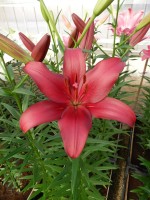 [4042 Cigalon No102.JPG]